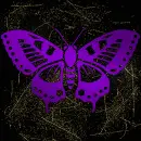 Butterfly purple