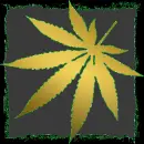 gold weed