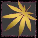 gold weed