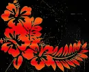 hibiscus