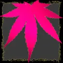 pink weed