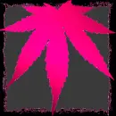 pink weed