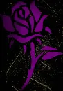rose dark purple gold