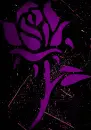 rose dark purple pink