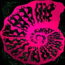 Seashell swirl pink green