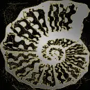 seashell swirl silver gold