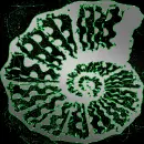 seashell swirl silver green