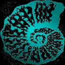 Seashell swirl teal black