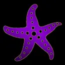 seastar purple gold