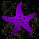 seastar purple gold