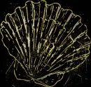 shell silver gold