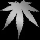 silver weed black