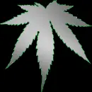 silver weed green