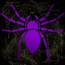spider purple gold