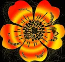 wild rose sunset swirl gold