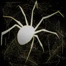  spider silver gold