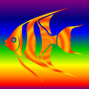 Angel Fish