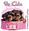 So cute 