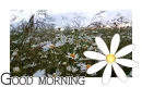 GOOD MORNING, SEASONAL, SPRING, FLOWERS, GREETINGS