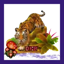 Deb/tiger