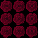 Burgundy rose