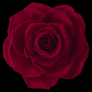 Burgundy rose