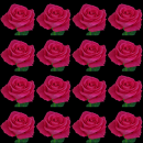 cherry rose
