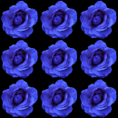 blue roses