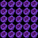 purple roses