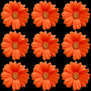 flower orange