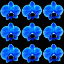 blue orchid