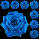 blue rose