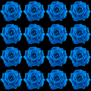 blue roses