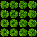 green rose