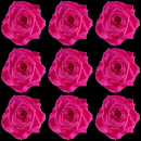 pink rose