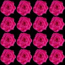 pink rose