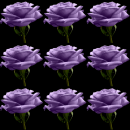 purple rose