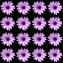 purple flowers