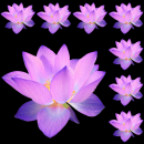 purple lotus