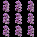 purple flowers