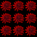red flower