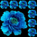 blue flower