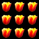 tulip