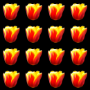 tulip
