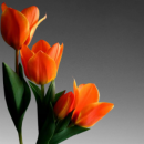tulip