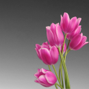 tulip