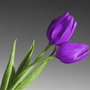 tulip
