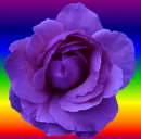 rose