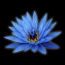 blue lotus