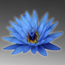 blue lotus